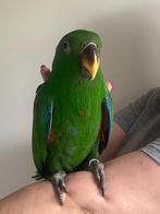 Lieve jonge tamme eigen kweek edelpapegaai man 12 weken., Dieren en Toebehoren, Mannelijk, Papegaai, Geringd