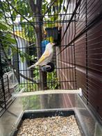 Bastaard putter x Kanarie, Dieren en Toebehoren, Geslacht onbekend, Wildzangvogel, Geringd