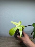 Philodendron florida beauty (2), Huis en Inrichting, Ophalen of Verzenden, Overige soorten, Minder dan 100 cm