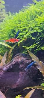 Blue Dream Neocaridina Garnalen, Kreeft, Krab of Garnaal, Zoetwatervis