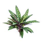 Kunstplant Calathea Peacock 40 cm. 1082N, Ophalen, Nieuw, Binnen