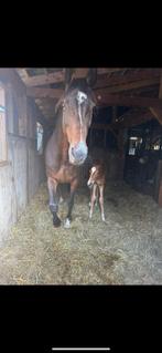 Springpaard fokmerrie Namelus R x Colino, Dieren en Toebehoren, Paarden, Merrie, Springpaard, Gechipt, Niet van toepassing