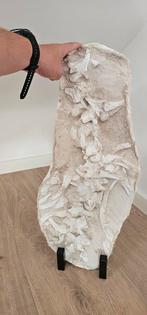 Fossiel Mosasaurus, Ophalen of Verzenden, Fossiel