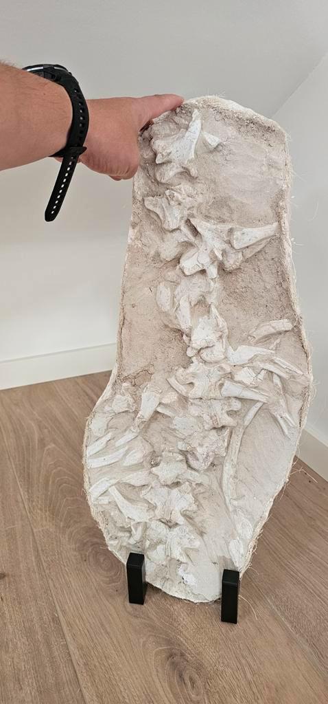 Fossiel Mosasaurus, Verzamelen, Mineralen en Fossielen, Fossiel, Ophalen of Verzenden