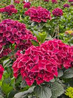 Hortensia,  boerenhortensia rood, Ophalen, Zomer, Overige soorten, Volle zon
