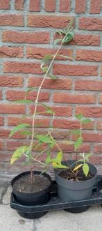Vlinderstruik, Buddleja davidii Bio, Ophalen, Vlinderstruik, Struik, 100 tot 250 cm
