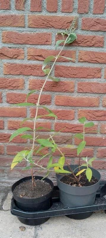Vlinderstruik, Buddleja davidii Bio beschikbaar voor biedingen