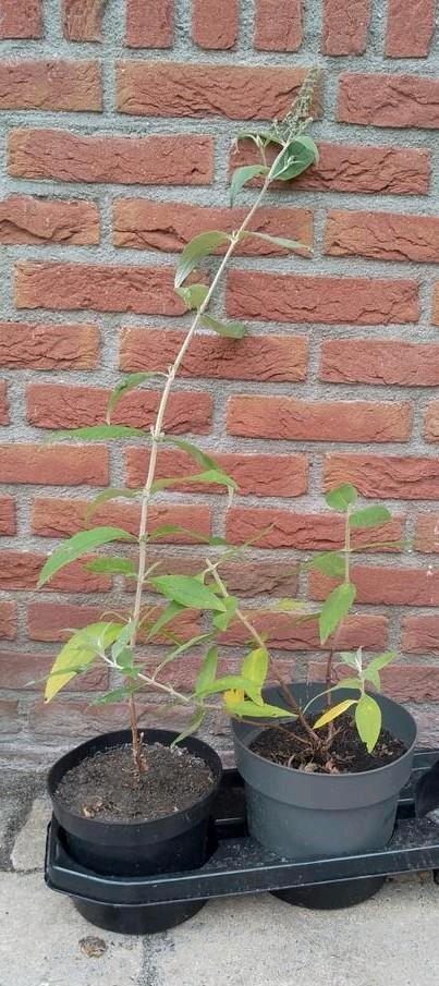 Vlinderstruik, Buddleja davidii Bio, Tuin en Terras, Planten | Struiken en Hagen, Struik, Vlinderstruik, 100 tot 250 cm, Ophalen