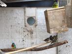 groenagaatkanaries en 1 bonte, Dieren en Toebehoren, Vogels | Kanaries, Meerdere dieren, Kleurkanarie