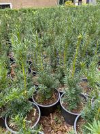 Taxus baccata 40cm in20cmpot €3 pst, Tuin en Terras, Planten | Struiken en Hagen, Ophalen, Taxus, Minder dan 100 cm