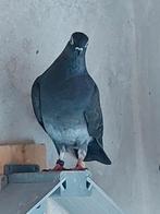 Wener Hoogvliegers, zwart, Dieren en Toebehoren, Vogels | Duiven, Meerdere dieren