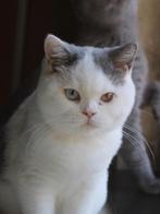 Brits korthaar kitten, Dieren en Toebehoren, Katten en Kittens | Raskatten | Korthaar, Meerdere dieren, Gechipt, 0 tot 2 jaar