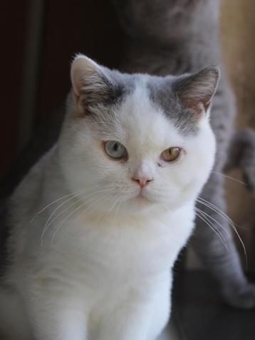 Brits korthaar kitten beschikbaar voor biedingen