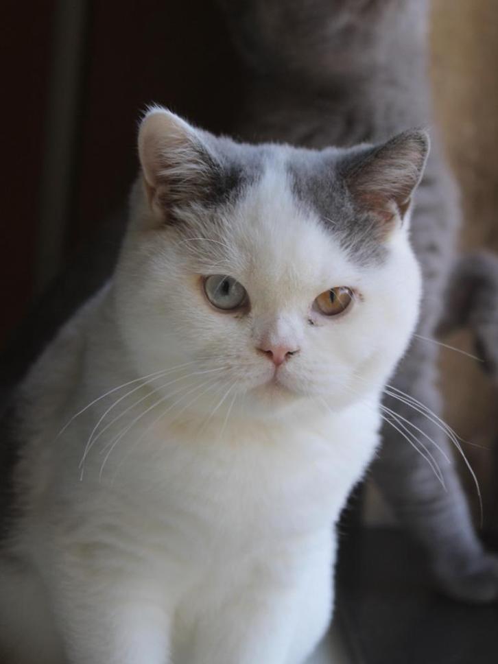 Brits korthaar kitten, Dieren en Toebehoren, Katten en Kittens | Raskatten | Korthaar, Meerdere dieren, 0 tot 2 jaar, Met stamboom