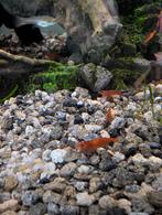 Vuurgarnaaltjes - rode neocaridina garnalen, Kreeft, Krab of Garnaal