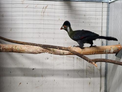 Diverse vogels / Zaterdag Hardenberg, Dieren en Toebehoren, Vogels | Parkieten en Papegaaien, Parkiet, Meerdere dieren, Tam