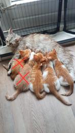 Rode kittens 9 wkn