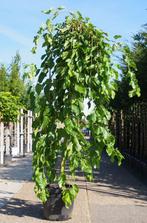 moerbei boom morus alba pendula treurvorm, Ophalen, In pot, Volle zon, Overige soorten
