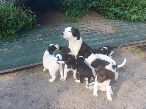 Prachtige Friese Stabij x Stafford pups!, Dieren en Toebehoren, Honden | Retrievers, Spaniëls en Waterhonden, Meerdere dieren