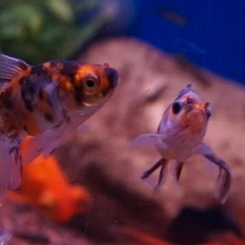 Carrasius auratus  beschikbaar voor biedingen