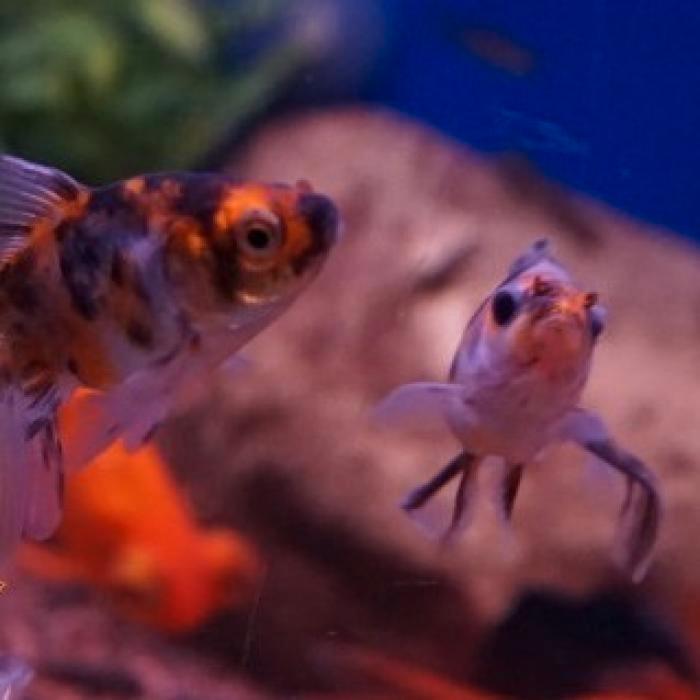 Carrasius auratus, Dieren en Toebehoren, Vissen | Aquariumvissen, Vis