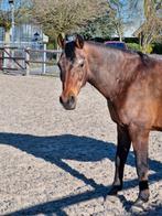 Verzorger gezocht voor 2 oudere pony's, Dieren en Toebehoren, Stalling en Weidegang