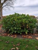 Grote brede hortensia roze, Tuin en Terras, Ophalen, Hortensia, Struik, 100 tot 250 cm