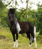 AMHA NMPRS 4 jarige hengst -  zwart bont - Zadelmak!, Dieren en Toebehoren, Pony's, Gechipt, A pony (tot 1.17m), 3 tot 6 jaar