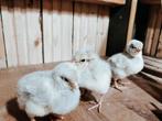 Opal Legbar Kuikens hennen en haantjes, Dieren en Toebehoren, Pluimvee, Meerdere dieren, Kip