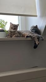 Britse Korthaar Katten, Dieren en Toebehoren, Katten en Kittens | Raskatten | Korthaar, Meerdere dieren, Ontwormd