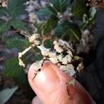 Prachtige nimfjes Australische flappentak Innisfail, Dieren en Toebehoren, Wandelende tak