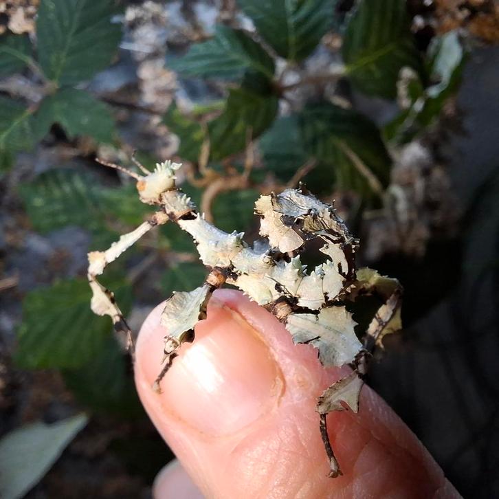 Prachtige nimfjes Australische flappentak Innisfail, Dieren en Toebehoren, Insecten en Spinnen, Wandelende tak