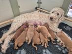 labradoodle pups abrikooskleur, Dieren en Toebehoren, Honden | Retrievers, Spaniëls en Waterhonden, Overige rassen, 8 tot 15 weken