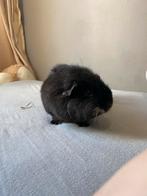 Cavia zeug, Dieren en Toebehoren, Knaagdieren, Cavia, Juli, Vrouwelijk, Tam
