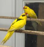 Kakarikies, Dieren en Toebehoren, Vogels | Parkieten en Papegaaien, Meerdere dieren, Parkiet