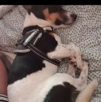 Jack Russel pup of herplaatsertje gezocht, Dieren en Toebehoren, Ophalen of Verzenden