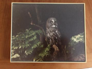 Lijst met foto uil : Laplanduil Lapland uil ingelijste foto beschikbaar voor biedingen
