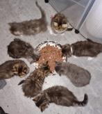 Tortie Maine Coon Kittens | Zwart & Bruin | Grijs & Oranje, Dieren en Toebehoren, Katten en Kittens | Raskatten | Langhaar, Ontwormd