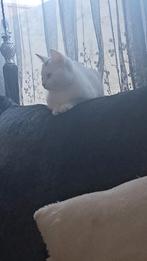 Kitten, Dieren en Toebehoren, Katten en Kittens | Overige Katten, Poes