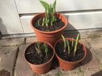 Hosta's / Hartlelie planten - prijs vanaf, Vaste plant, Halfschaduw, Zomer, Ophalen
