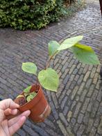 Duizendknoop persicaria soort winterhard vaste plant roze, Volle zon, Vaste plant, Zomer, Ophalen