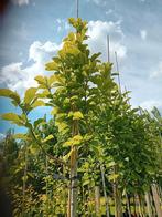 Magnolia kobus boom, Tuin en Terras, Planten | Bomen, Overige soorten, Lente, 250 tot 400 cm, Ophalen