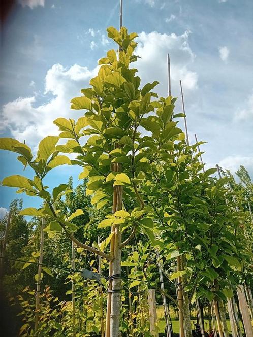 Magnolia kobus boom, Tuin en Terras, Planten | Bomen, Overige soorten, 250 tot 400 cm, Volle zon, Lente, In pot, Ophalen