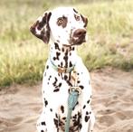 'green' - Braided Rope Leash, Dieren en Toebehoren, Verzenden, Nieuw, Hondenriem