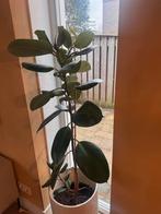 Indische rubberboom (Ficus elastica), rubberplant., Ophalen, Ficus, 100 tot 150 cm, Halfschaduw