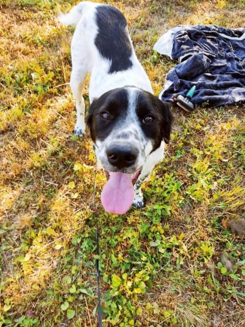 Lieve Joker zoekt dringend een warm mandje, Dieren en Toebehoren, Honden | Niet-rashonden, Middel, Reu, Particulier, Eén hond