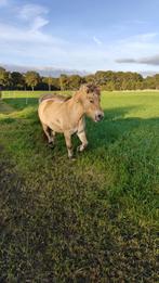 Fjorden merries, Dieren en Toebehoren, Pony's, Merrie, A pony (tot 1.17m), Gechipt, 0 tot 2 jaar