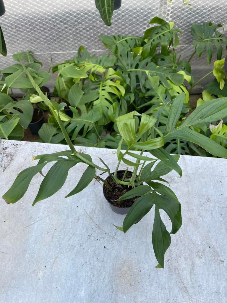 Monstera Subpinnata, Huis en Inrichting, Kamerplanten, Ophalen of Verzenden, Halfschaduw, Minder dan 100 cm