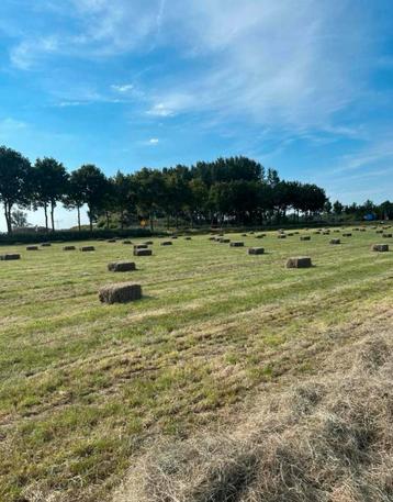 Kleine hooi pakjes te koop! beschikbaar voor biedingen