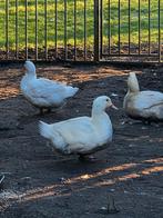 Consumptie eendeneieren., Dieren en Toebehoren, Geslacht onbekend, Kip